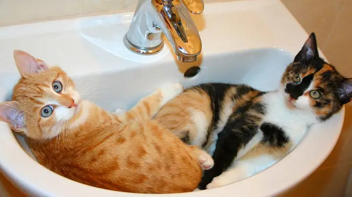Does your pet have a specific attitude, funny personality trait, unusual sleeping habit, or anything else remarkable?