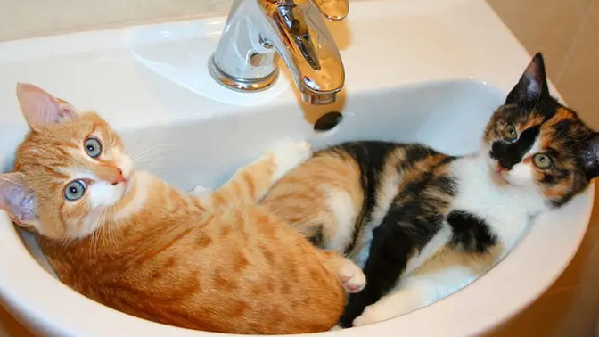 Does your pet have a specific attitude, funny personality trait, unusual sleeping habit, or anything else remarkable?