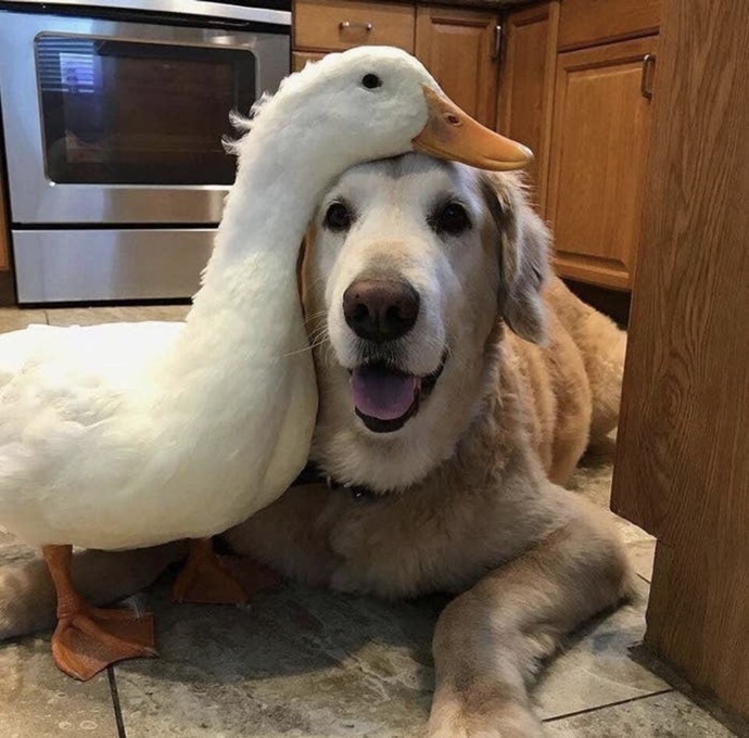 🦆 🐕