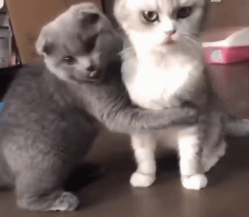 If you and your partner were animals, what would you be?