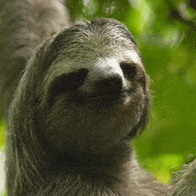 If you and your partner were animals, what would you be?