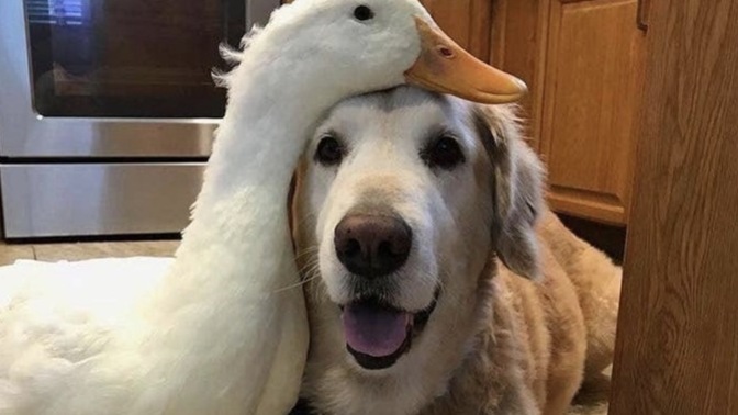 If you and your partner were animals, what would you be?