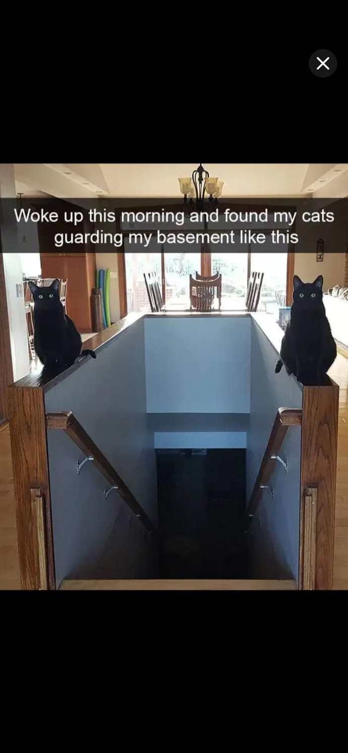 Are you brave enough to enter this cat-guarded treasure dungeon?