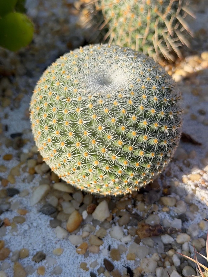 cacti...
