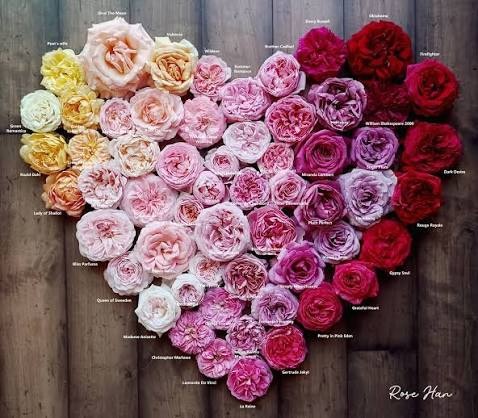 three different types of roses...