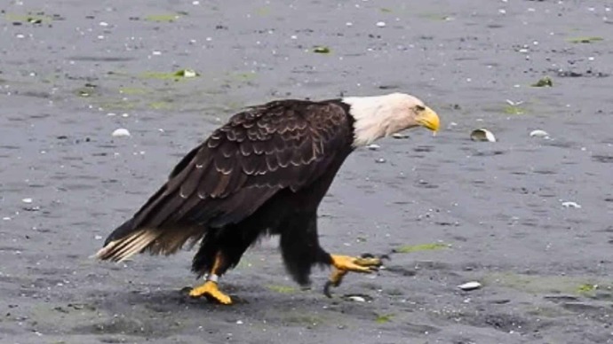 Did you know native Americans have renamed Trump Walking Eagle?