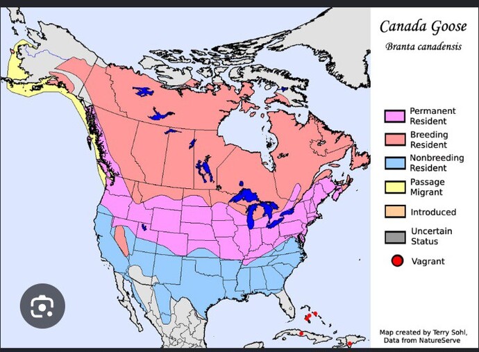 Should the Canada goose be renamed the America goose?