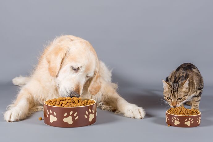 Who typically feeds the pet (s) in your house?