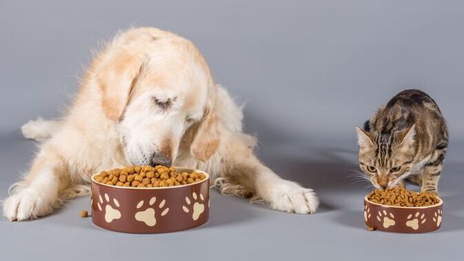 Who typically feeds the pet (s) in your house?