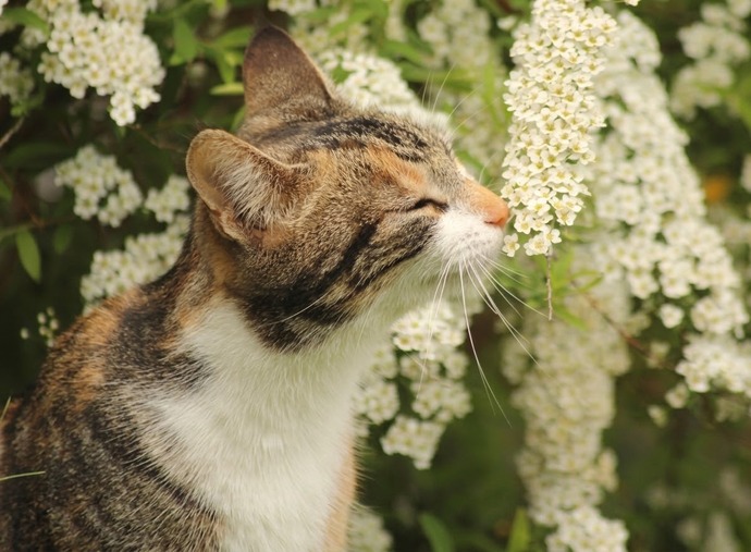 What’s your favorite type of flower? And why?