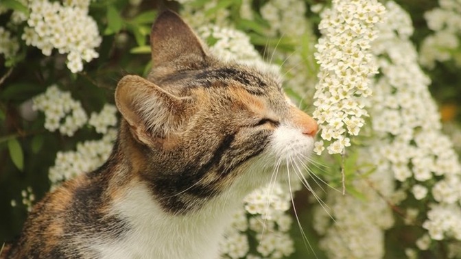 What’s your favorite type of flower? And why?