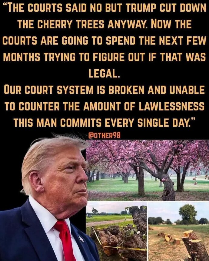 Is Trump cutting down DC’s historic cherry blossoms an abuse of power?