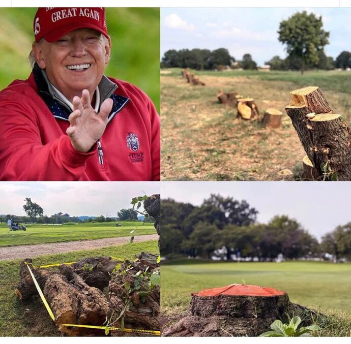Is Trump cutting down DC’s historic cherry blossoms an abuse of power?