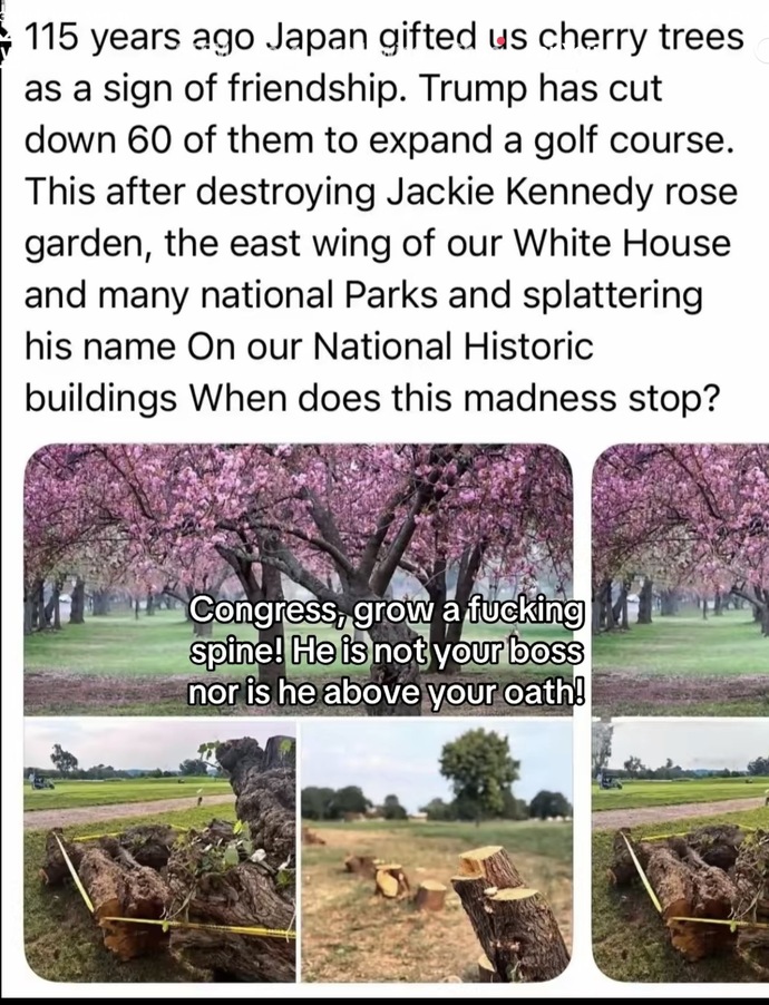 Is Trump cutting down DC’s historic cherry blossoms an abuse of power?