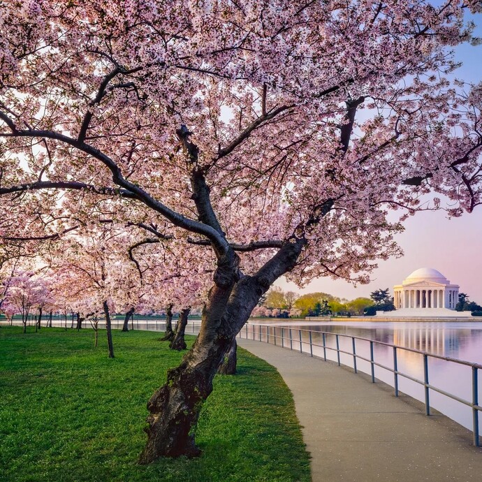 Is Trump cutting down DC’s historic cherry blossoms an abuse of power?