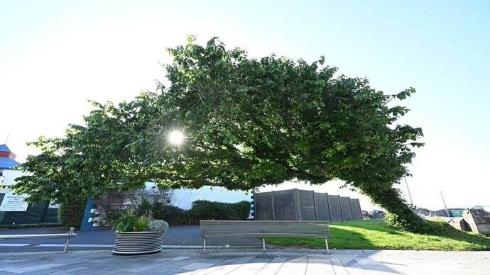 Which is the best tree?