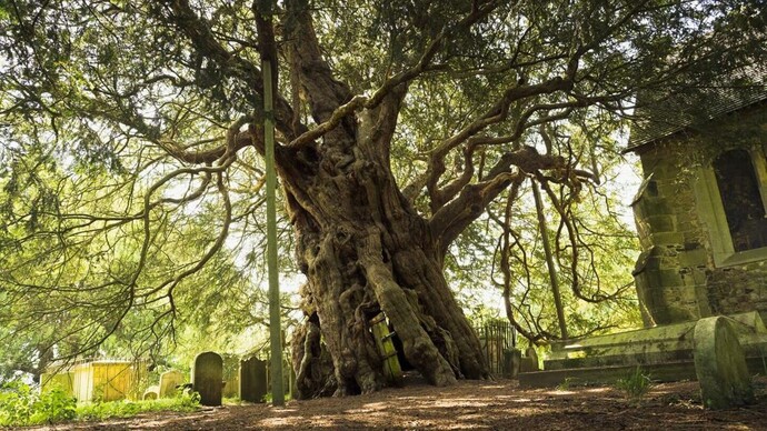 Which is the best tree?
