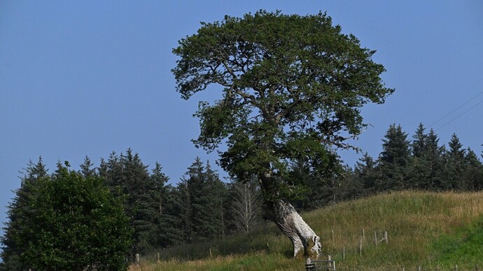 Which is the best tree?