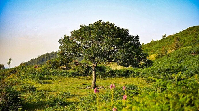 Which is the best tree?