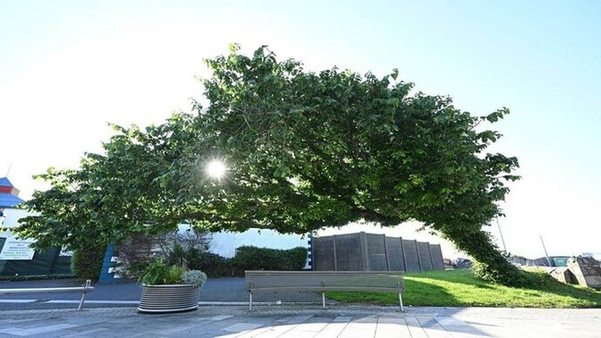 Which is the best tree?