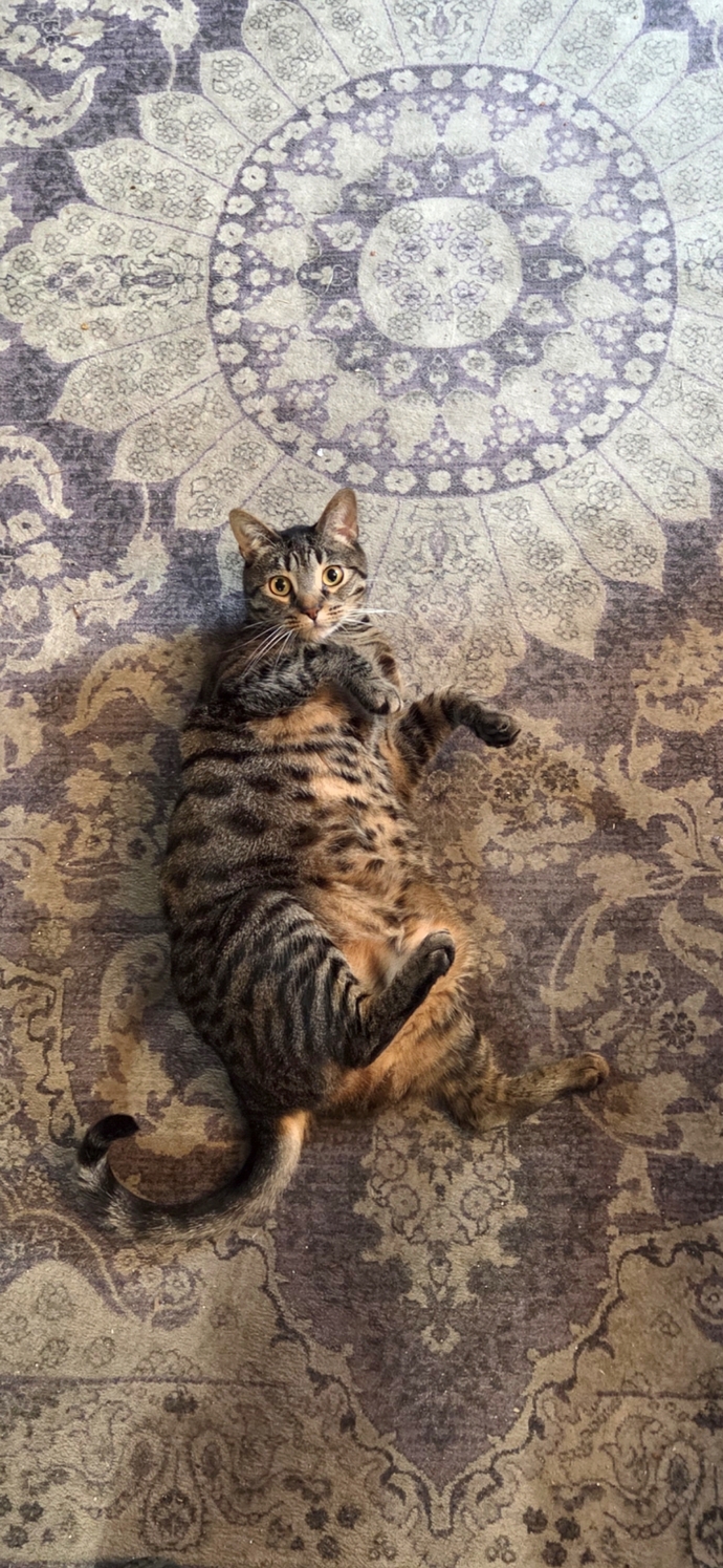 Is my cat overweight or just naturally big?