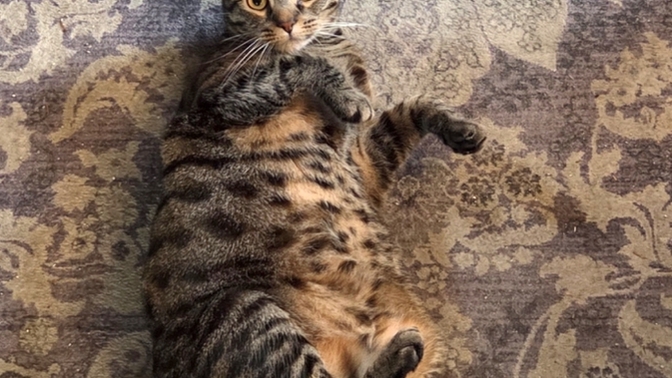 Is my cat overweight or just naturally big?