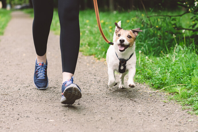 What is the MAIN Reason for Walking Your Dog?