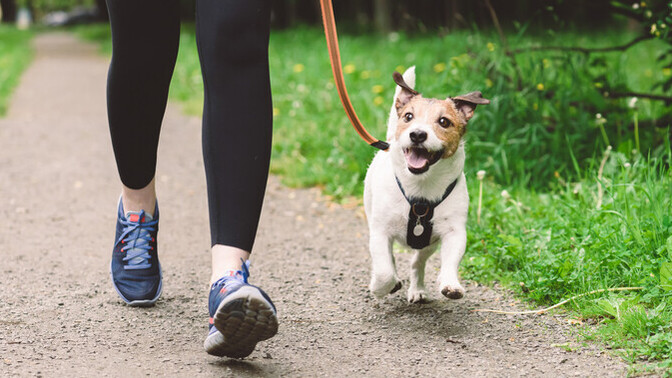 What is the MAIN Reason for Walking Your Dog?
