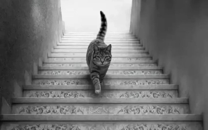 Do you think this cat is going down or coming up?