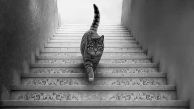 Do you think this cat is going down or coming up?