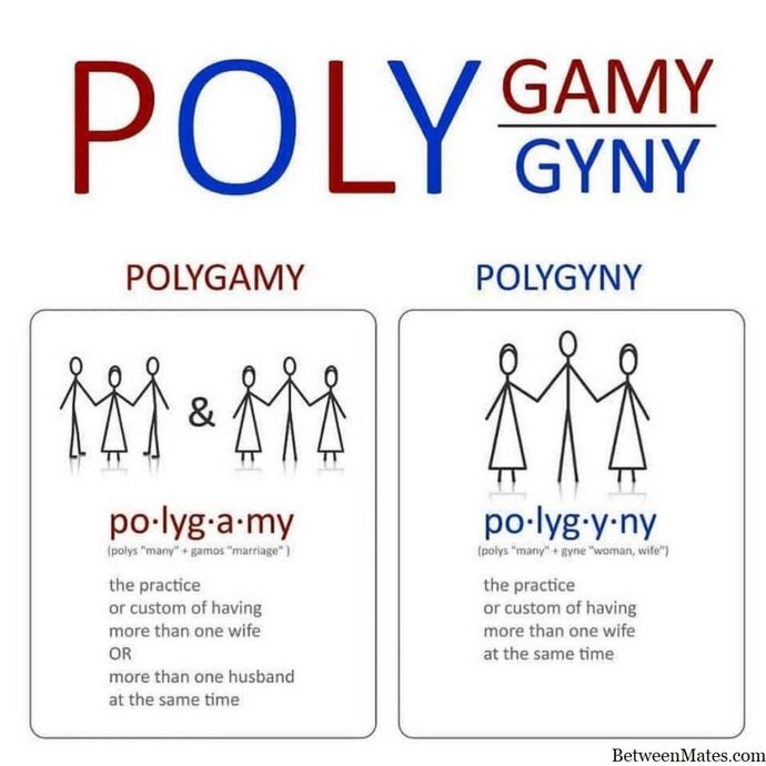 If POLYGAMY were legal, how many spouses would you want to have?