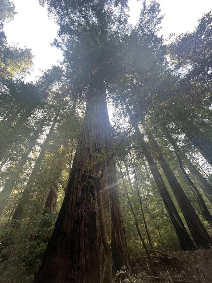 Have you ever been to the redwoods in Northern California?