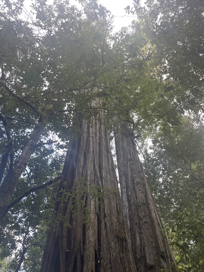 Have you ever been to the redwoods in Northern California?