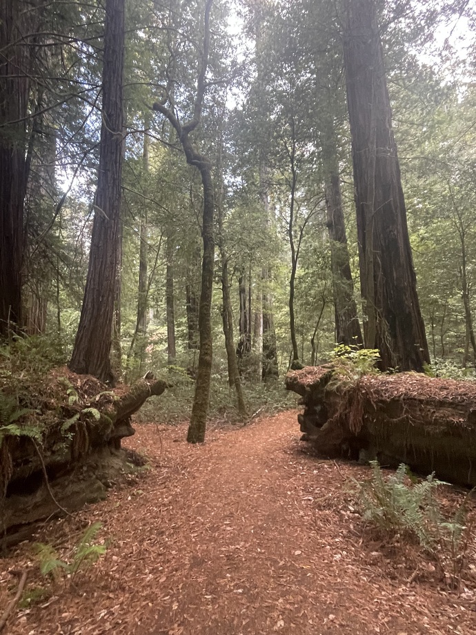 Have you ever been to the redwoods in Northern California?