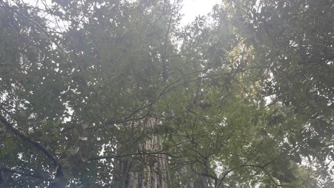 Have you ever been to the redwoods in Northern California?