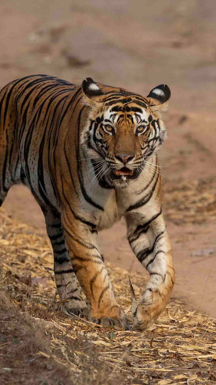 What place on Earth has the most terrifying predators?