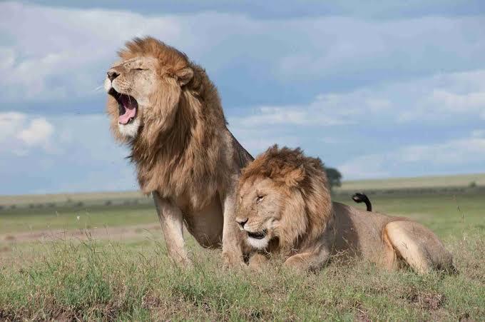 What place on Earth has the most terrifying predators?