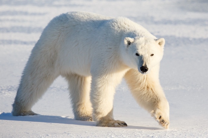 What place on Earth has the most terrifying predators?