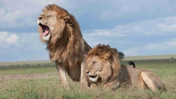 Which place on Earth has the scariest concentration of predators?