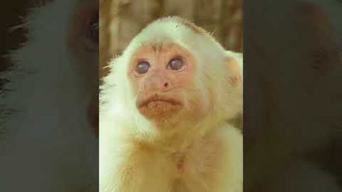 Did you know that Capuchin monkeys stick their fingers in each other’s noses?