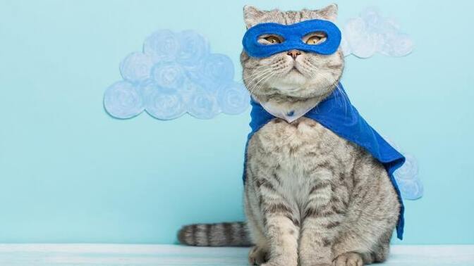 If you were a superhero, what animal would you choose as your sidekick?