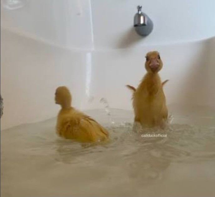 Do you play with a duck in the tub?