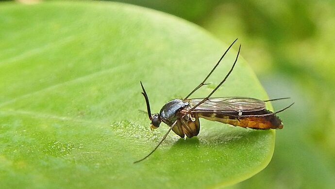 Are gnats more impressive and efficient than humans?