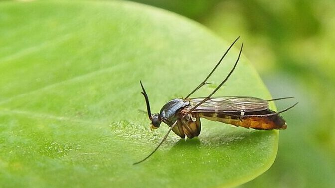 Are gnats more impressive and efficient than humans?