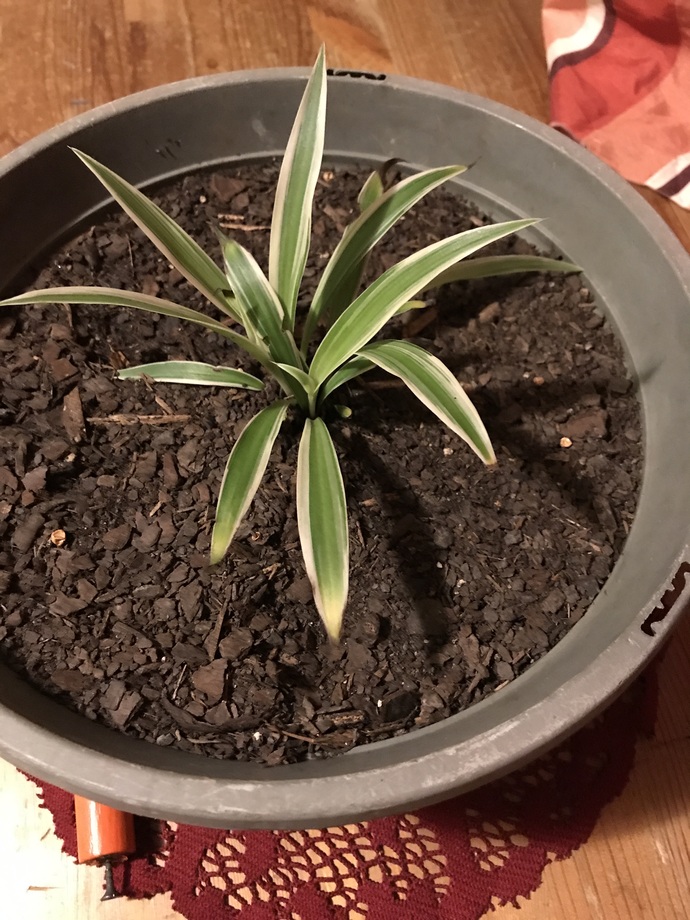 Can talking to a wilted houseplant actually help it recover?