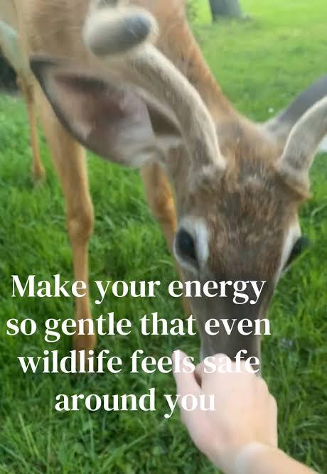 Are you a believer of normally skittish animals trusting you enough to pet them or get close to you means youre super special?