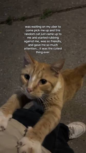 Are you a believer of normally skittish animals trusting you enough to pet them or get close to you means youre super special?