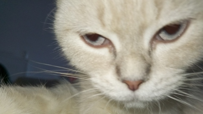 My cat’s breath smells like rotten fish but their fur smells so good😭 why tho?