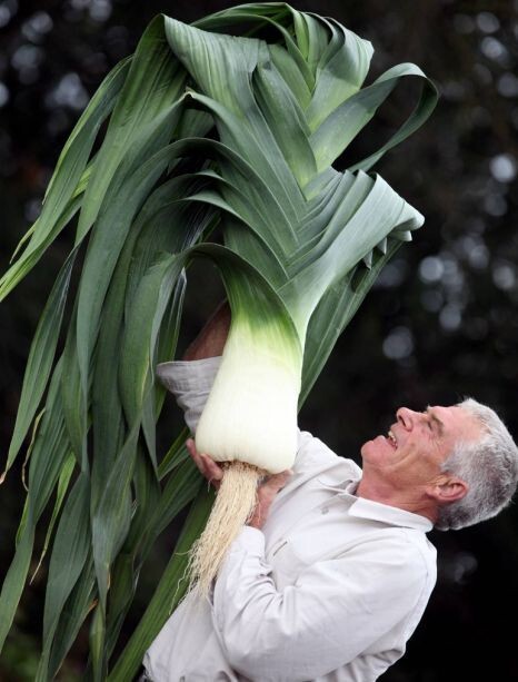 Have you ever grown a giant vegetable?