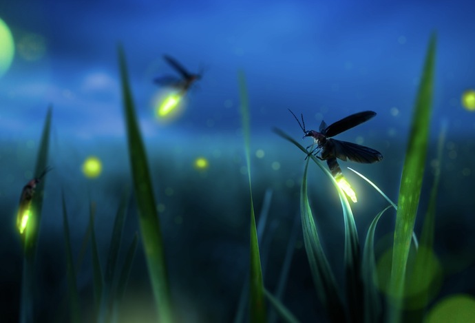 Would you associate fire with a firefly?